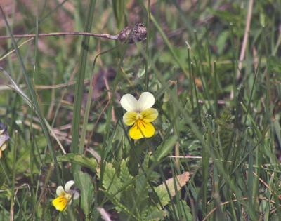 Прикрепленное изображение: zflIMGP6465.jpg